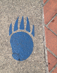 Path of blue and gold bear paws, painted on Sproul Plaza, blazes the trail from Bancroft Way to Lower Sproul, in preparation for the closing of the stairway.