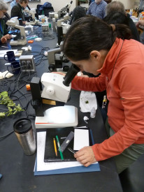 Sonia Nosratinia, lab manager for UC Berkeley's Bryolab (a research lab led by Jepson Herbarium Director Brent Mishler), gets a closer look at the subject at hand during a Jepson workshop. (Photo by Jeanne Marie Acceturo)