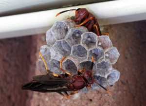 paper wasp queens