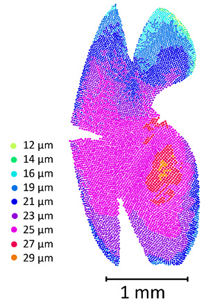 map of compound eye of paper wasp