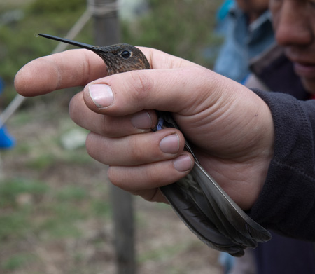 the giant hummingbird