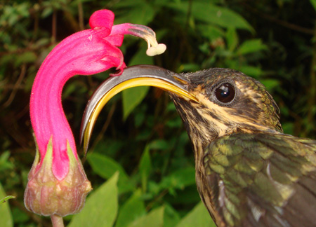 Sicklebill hummingbird