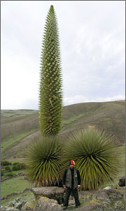 example of puya in bloom
