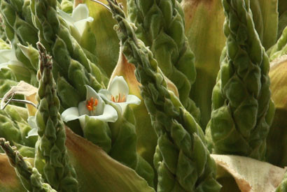 The first beautiful flowers blossomed on the Botanical Garden's Puya this week. (Photo courtesy of the UC Botanical Garden.)
