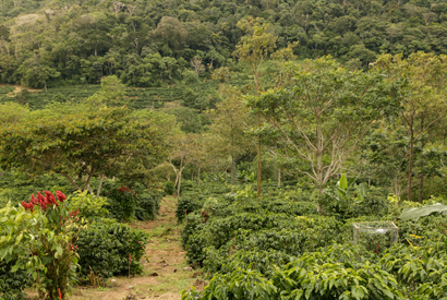 Diversified farms, such as this landscape shot of a coffee plantation in Costa Rica, house substantial phylogenetic diversity. (Photo by Daniel Karp)