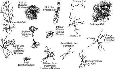 variety of neurons