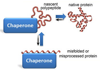 chaperone proteins