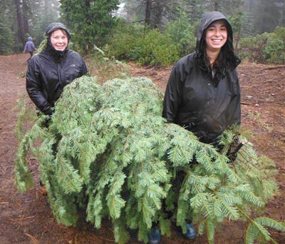 students harvesting trees in forest