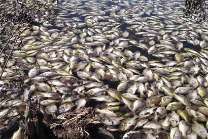 Large numbers of dead sunfish and largemouth bass in April 2014 following a severe winter on Wintergreen Lake, Kalamazoo County, Michigan. Fish are a taxon where mass mortality events have been increasing in frequency and magnitude through time. (Photo by Gary Mittelbach)