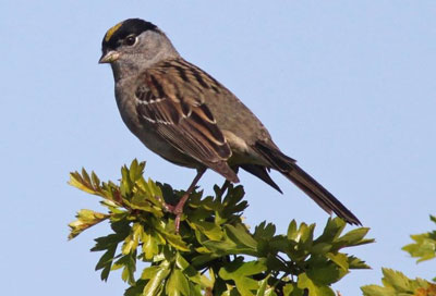 The Golden-Crowned Sparrow, one of the 53 species of birds tested in the UC Berkeley study and a common sight in suburban areas, was revealed to be an important host of the Lyme Disease-causing bacteria Borrelia burgdorferi. (Michael McCloy photo)