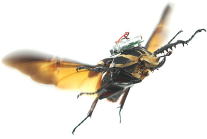 A giant flower beetle flying with an electronic backpack. Researchers remotely control its untethered flight. (Photo courtesy of Hirotaka Sato/NTU Singapore) 