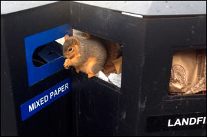 squirrel in full trash can