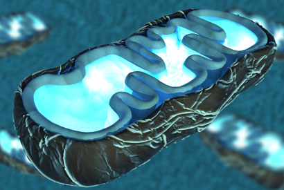 Illustration of a mitochondrion, a cell’s energy station. Within mitochondria are a multitude of proteins, which must be folded properly to function. UC Berkeley research has linked stress from mitochondrial misfolded proteins to blood stem cell aging, and they found a way to help cope with the damage. 