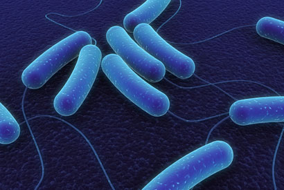 Scientists are developing tools to quickly detect drug-resistant microbes, including E. coli.  (iStockphoto)