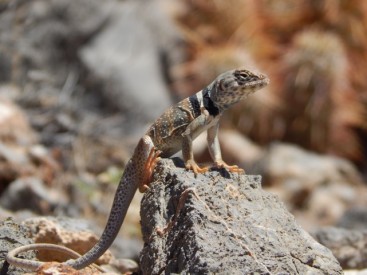 collared lizard