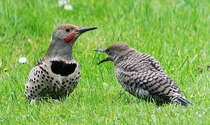 The Northern flicker is one of the birds targeted by Berkeley's summer builders. (Bird photos by Wikimedia Commons.)