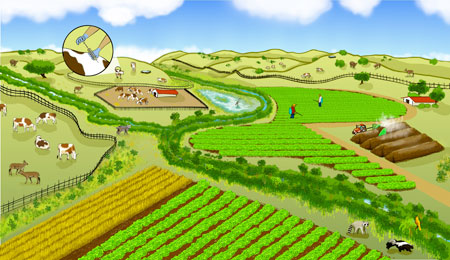A farming landscape can be co-managed for both produce safety and nature conservation. Promising practices include buffering farm fields with non-crop vegetation to filter pathogens from runoff and planting low-risk crops between leafy green vegetables and grazeable lands. (Illustration by Mattias Lanas and Joseph Burg)