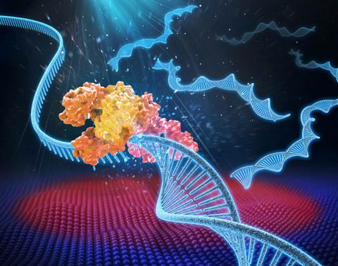 Artist's rendering of photonic PCR on a chip using light to rapidly heat and cool electrons at the surface of a thin film of gold. This method yields gene amplification results in mere minutes, and promises to transform point-of-care diagnostics in fields as diverse as medicine, food security and evolutionary biology. (Image courtesy of Luke Lee's BioPOETS lab)