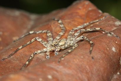 the Selenops spider