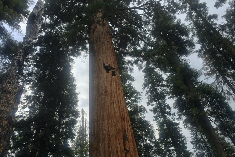 giant sequoia tree 