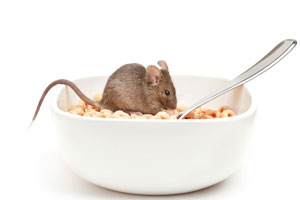 The frontal brains of mice who learned by trial and error to find Cheerios were dramatically rewired (iStockphoto)