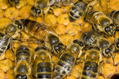 the European honeybee, Apis mellifera