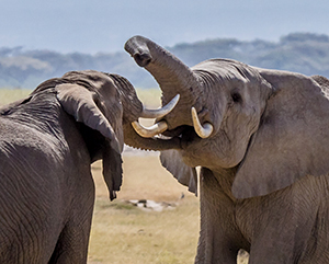 fighting elephants