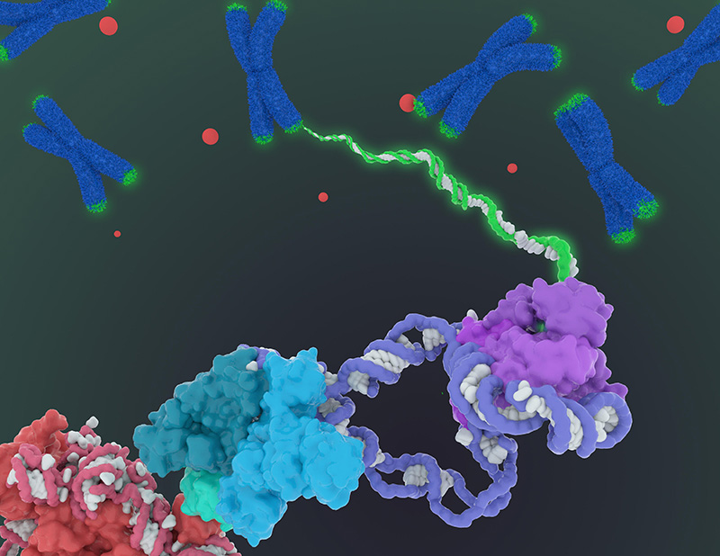 telomerase-Iwasa800.jpg