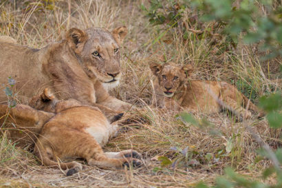 A lioness and two cubs in a grassy area