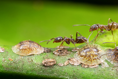 Argentine ants