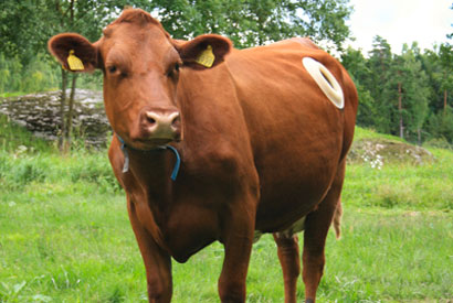 cow