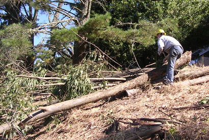 eucalyptus being cut