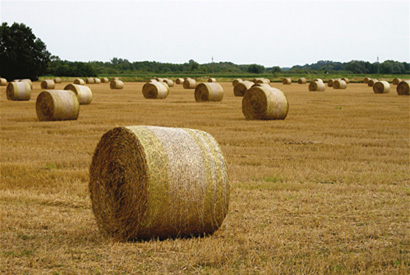 Bales of hay