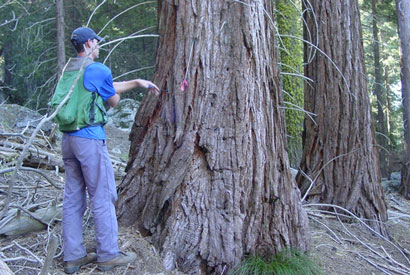 redwood being examined