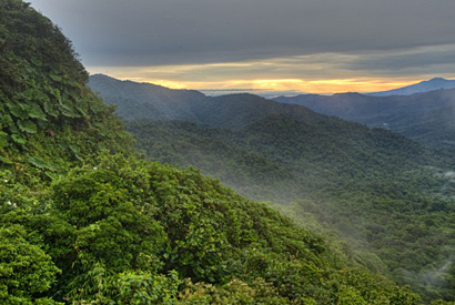 cloud forest