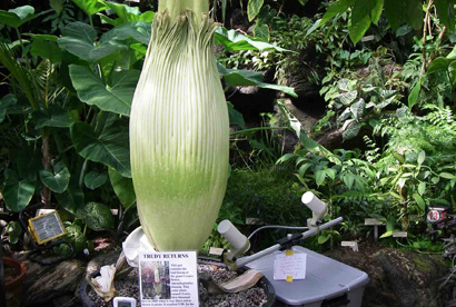 A titan arum nicknamed 