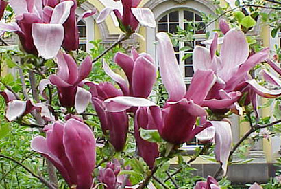 Magnolia