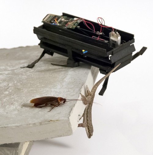 a robot, a gecko and a cockroach on a ledge