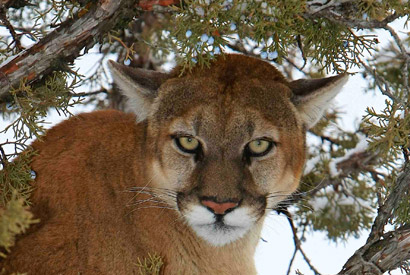cougar