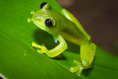 glass frog