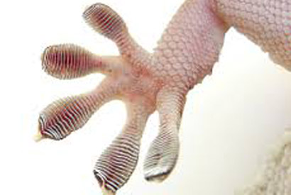 gecko foot