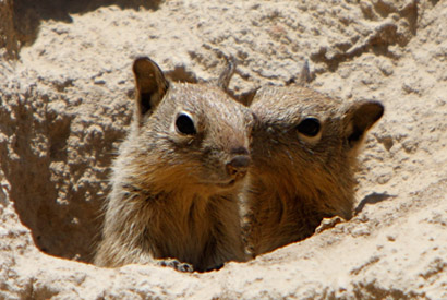 Belding's ground squirrel