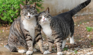 cats