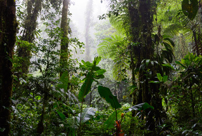 cloud forest