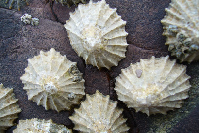 limpets