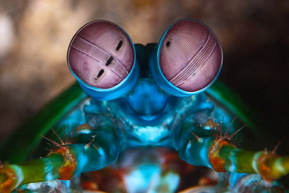 mantis shrimp