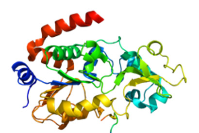 SIRT3 protein