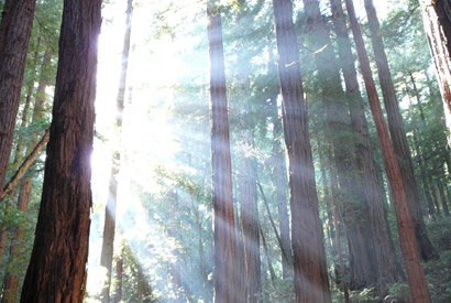 redwoods