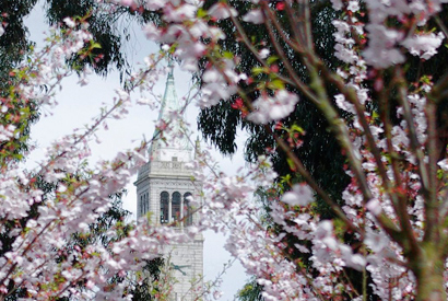 Japanese cherry trees commemorate UC alumni | Berkeley News