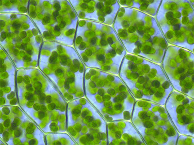 chloroplasts in a moss cell